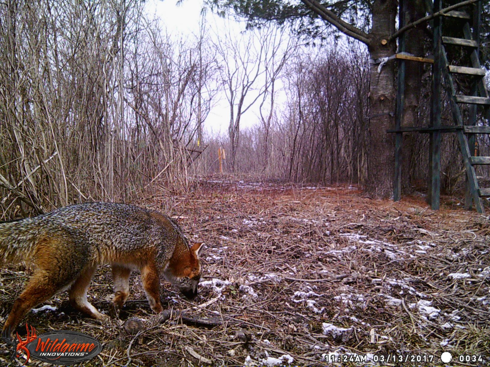 Red Fox – Adirondack Outlaw